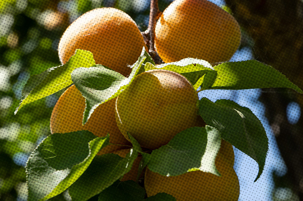 Plantar un árbol frutal